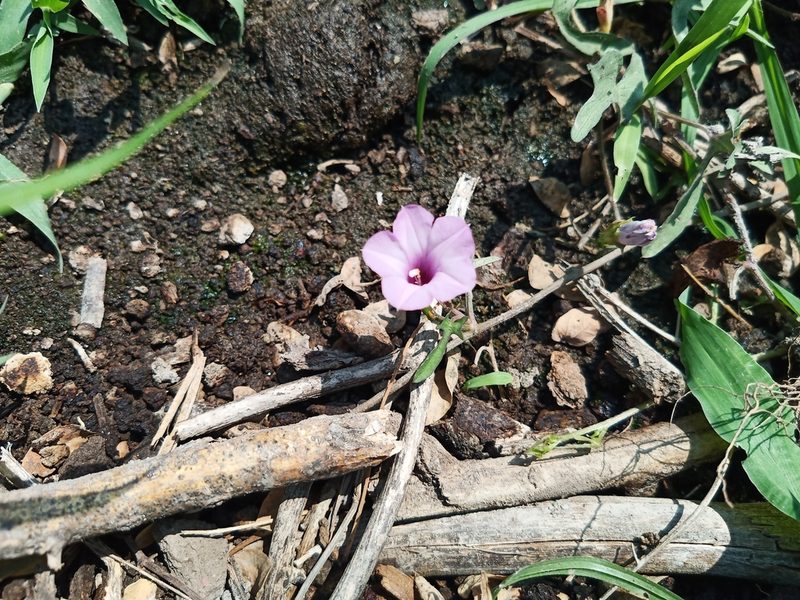 Ipomoea triloba, photographed by Oscar Gonzalez Diaz