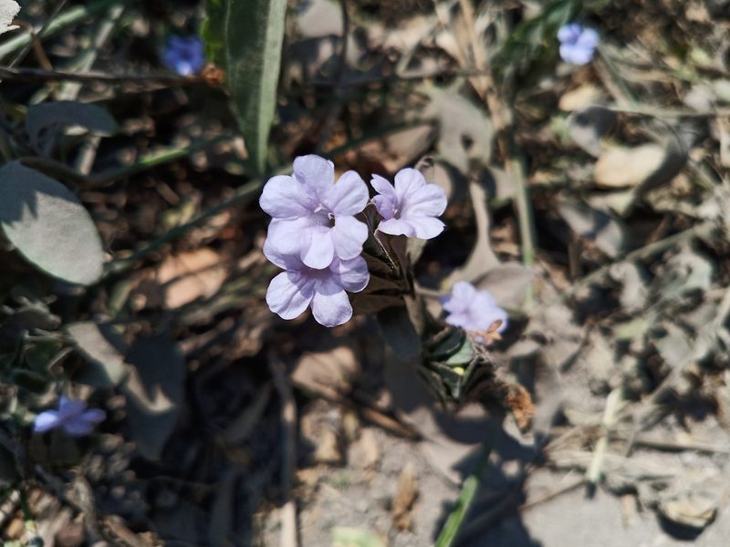 Ruellia blechum, photographed by Oscar Gonzalez Diaz