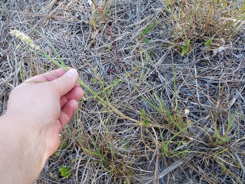 Cenchrus spinifex, photographed by Leila Dasher