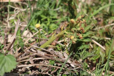 Petasites radiatus, photographed by Nina Filippova