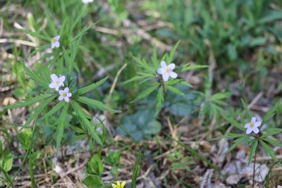 Anemonoides caerulea, photographed by Nina Filippova