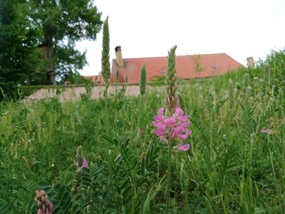 Onobrychis viciifolia, photographed by Petra Caltová