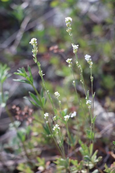 Draba lanceolata, photographed by Nina Filippova