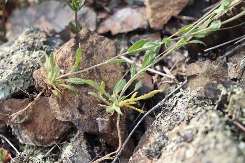 Draba lanceolata, photographed by Nina Filippova