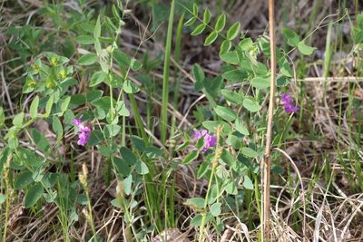 Lathyrus humilis, photographed by Nina Filippova