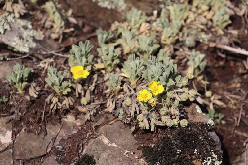 Potentilla acaulis, photographed by Nina Filippova
