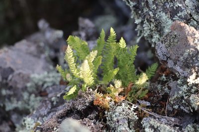 Woodsia ilvensis, photographed by Nina Filippova