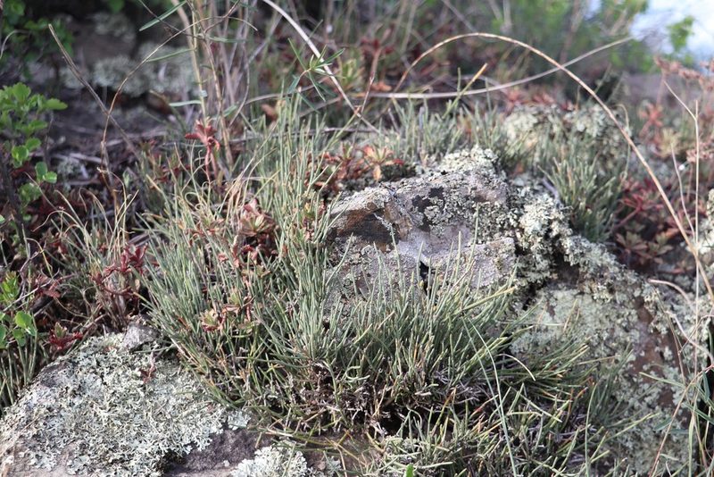 Ephedra equisetina, photographed by Nina Filippova