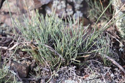 Ephedra equisetina, photographed by Nina Filippova
