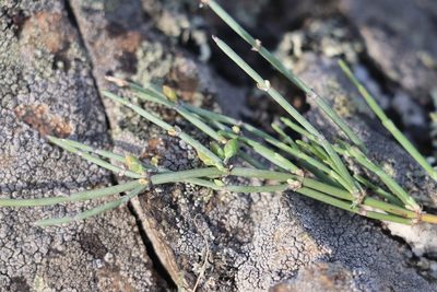 Ephedra equisetina, photographed by Nina Filippova