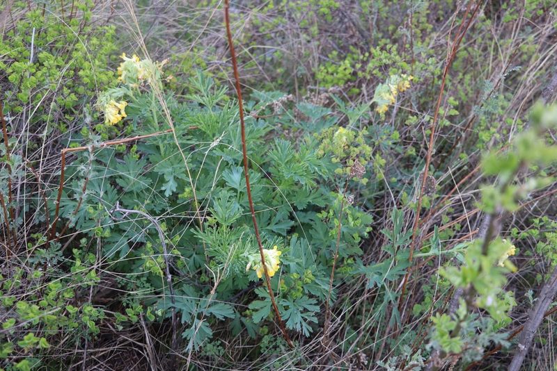 Corydalis nobilis, photographed by Nina Filippova