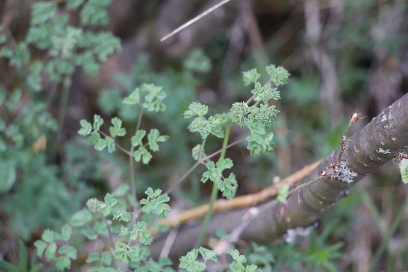 Thalictrum foetidum, photographed by Nina Filippova