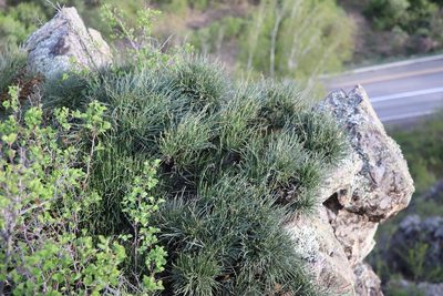 Ephedra equisetina, photographed by Nina Filippova