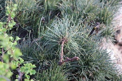 Ephedra equisetina, photographed by Nina Filippova
