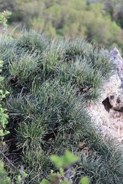 Ephedra equisetina, photographed by Nina Filippova