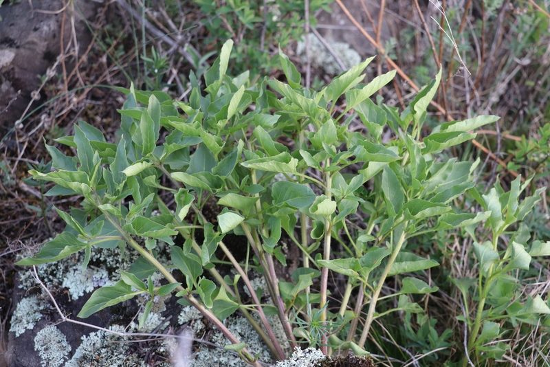 Physochlaina physaloides, photographed by Nina Filippova