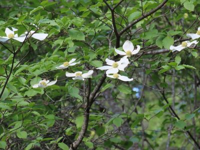 Cornus nuttallii, photographed by Erin Springinotic