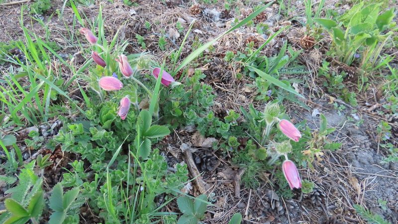 Pulsatilla turczaninovii, photographed by Елена Кизилова