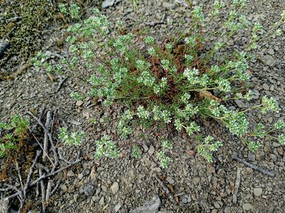 Scleranthus perennis, photographed by mnauky