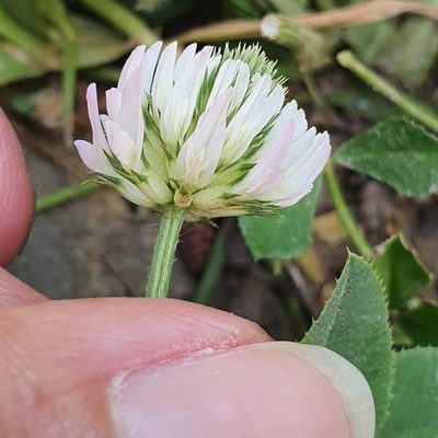 Trifolium isthmocarpum, photographed by Mehdi Chetibi