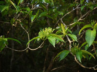 Tabernaemontana alternifolia, photographed by Dinesh Valke