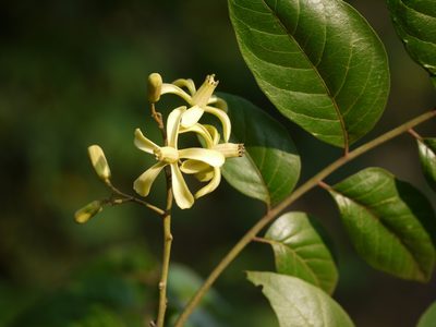 Chukrasia tabularis, photographed by Dinesh Valke