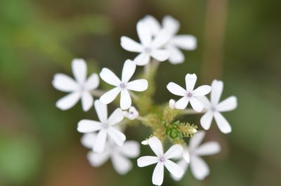 Plumbago zeylanica, photographed by Center for Urban Ecology