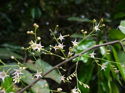 Hopea ponga, photographed by Dinesh Valke