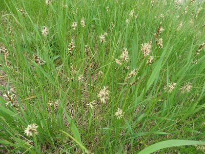 Carex praecox, photographed by Силаева Татьяна Борисовна