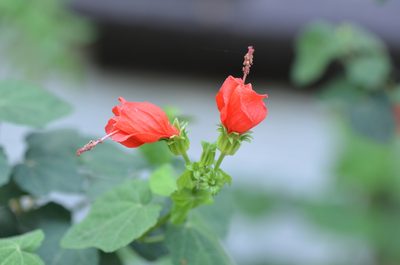 Malvaviscus arboreus, photographed by Center for Urban Ecology