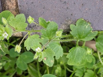 Veronica sublobata, photographed by Piermario Maculan