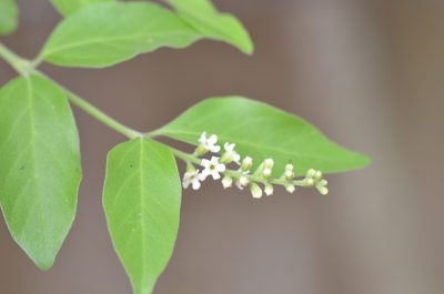 Citharexylum berlandieri, photographed by Center for Urban Ecology
