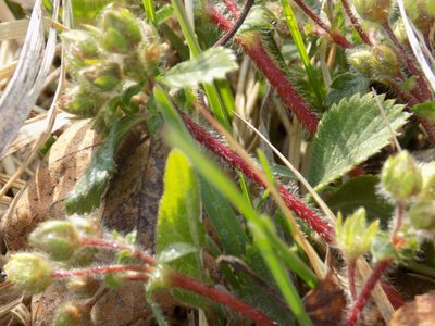 Potentilla fragarioides, photographed by Marina Potapova