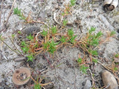 Scleranthus annuus, photographed by Силаева Татьяна Борисовна