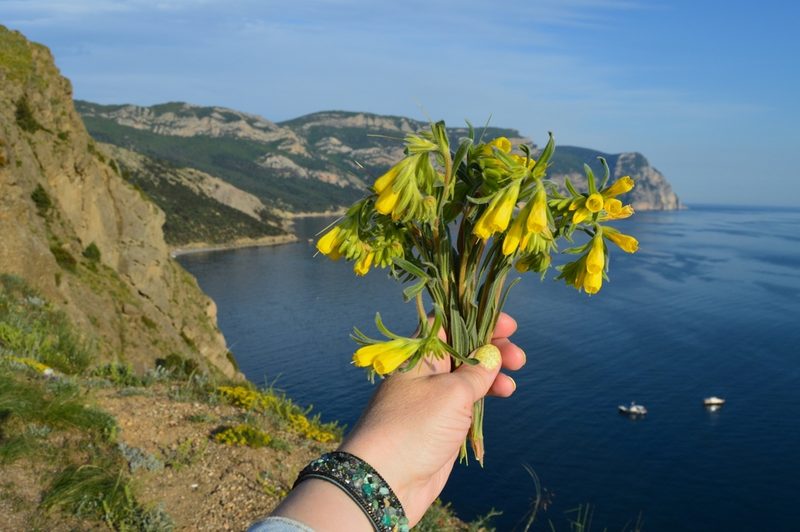 Onosma cinerea, photographed by Ирина Хохрякова