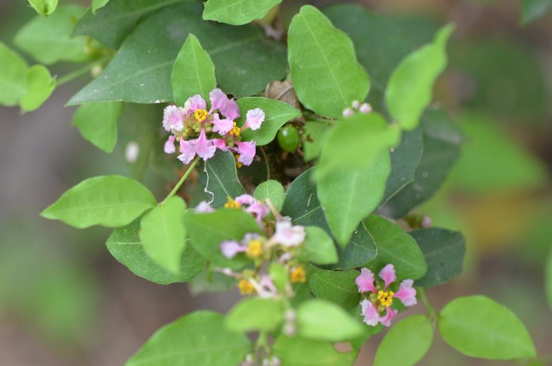 Malpighia glabra, photographed by Center for Urban Ecology