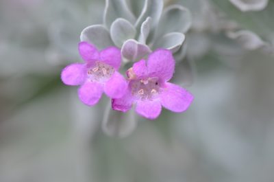Leucophyllum frutescens, photographed by Center for Urban Ecology