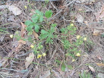 Potentilla humifusa, photographed by Силаева Татьяна Борисовна