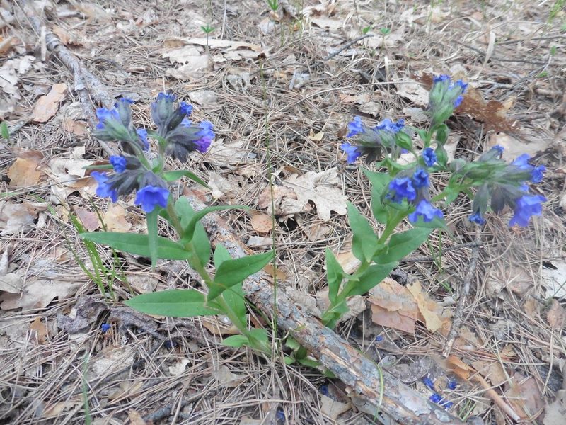 Pulmonaria angustifolia, photographed by Силаева Татьяна Борисовна