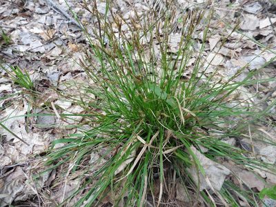 Carex digitata, photographed by Силаева Татьяна Борисовна