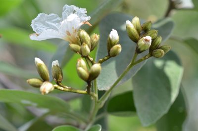 Cordia boissieri, photographed by Center for Urban Ecology
