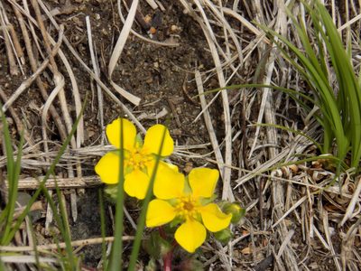 Potentilla fragarioides, photographed by Marina Potapova