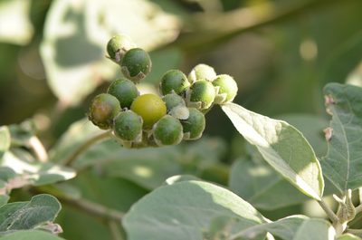 Solanum erianthum, photographed by Center for Urban Ecology