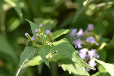 Chromolaena odorata, photographed by Center for Urban Ecology