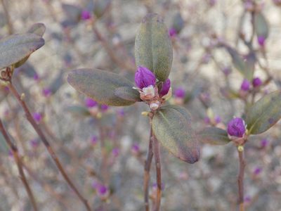 Rhododendron dauricum, photographed by Marina Potapova