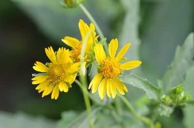 Verbesina encelioides, photographed by Center for Urban Ecology