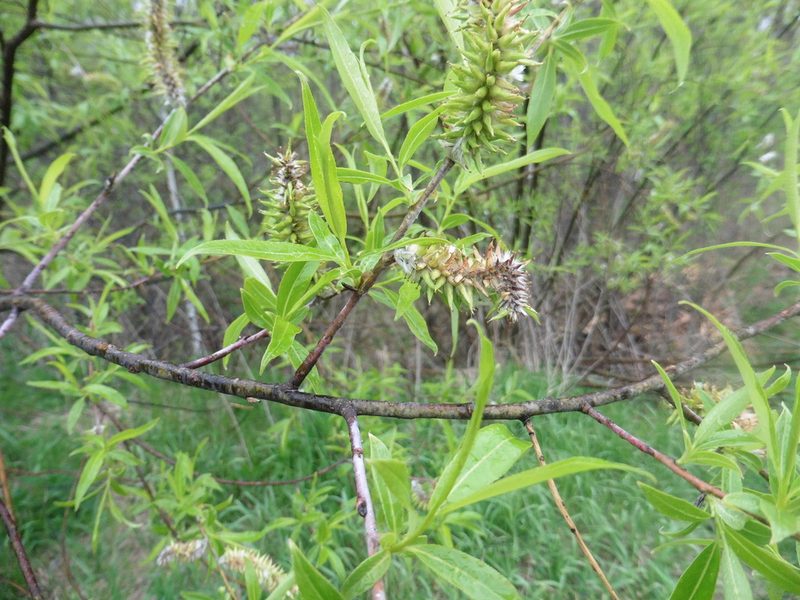 Salix acutifolia, photographed by Силаева Татьяна Борисовна