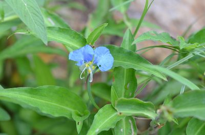 Commelina erecta, photographed by Center for Urban Ecology