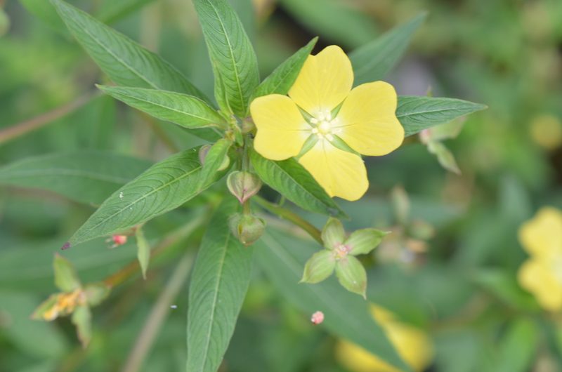 Ludwigia octovalvis, photographed by Center for Urban Ecology