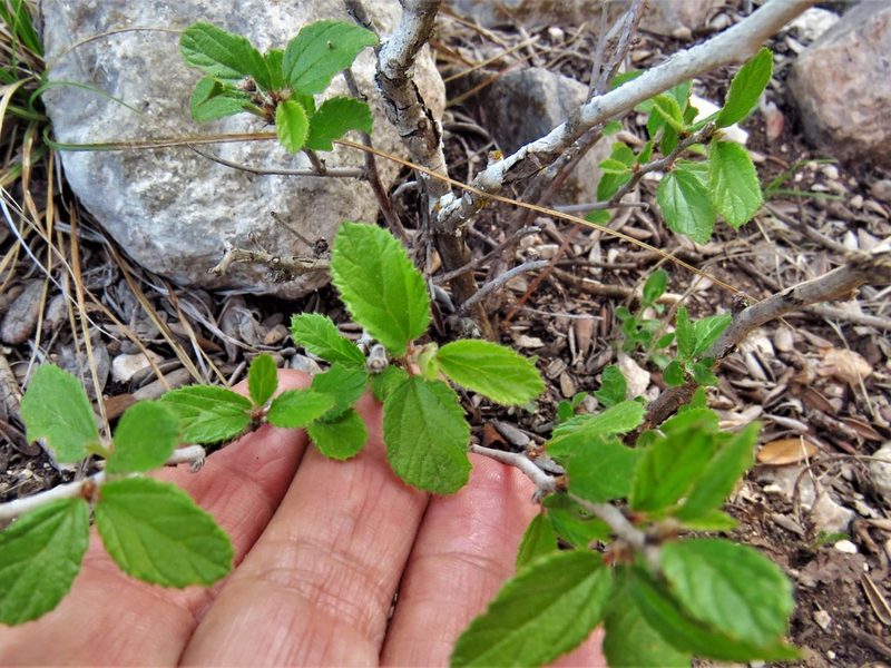 Colubrina texensis, photographed by Annika Lindqvist